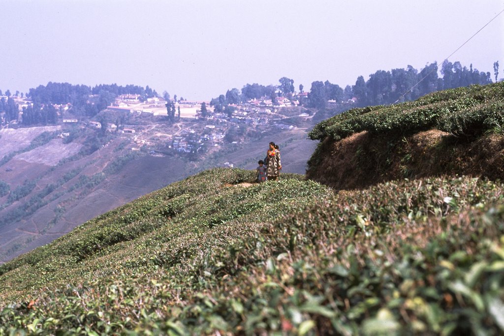 Darjiling Tea Field