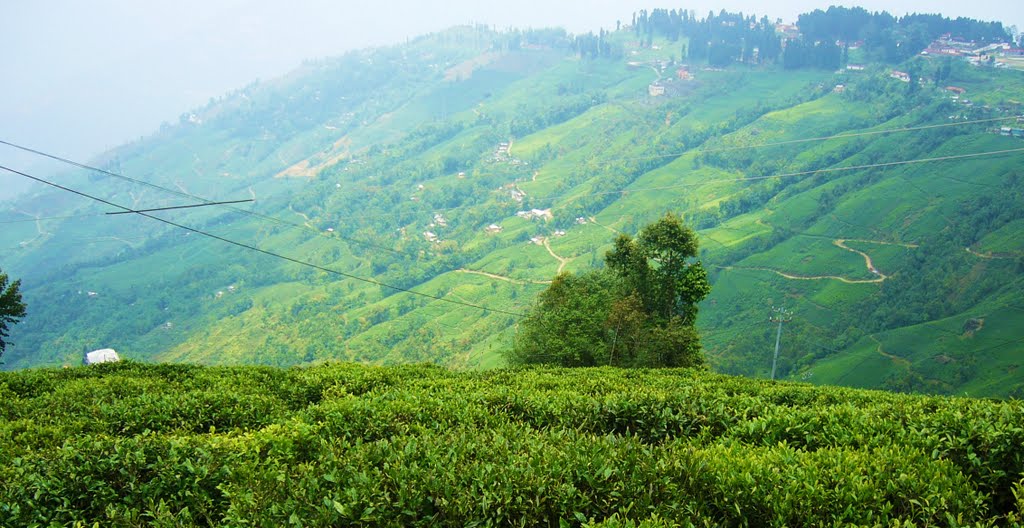 India Darjeeling Tea Garden