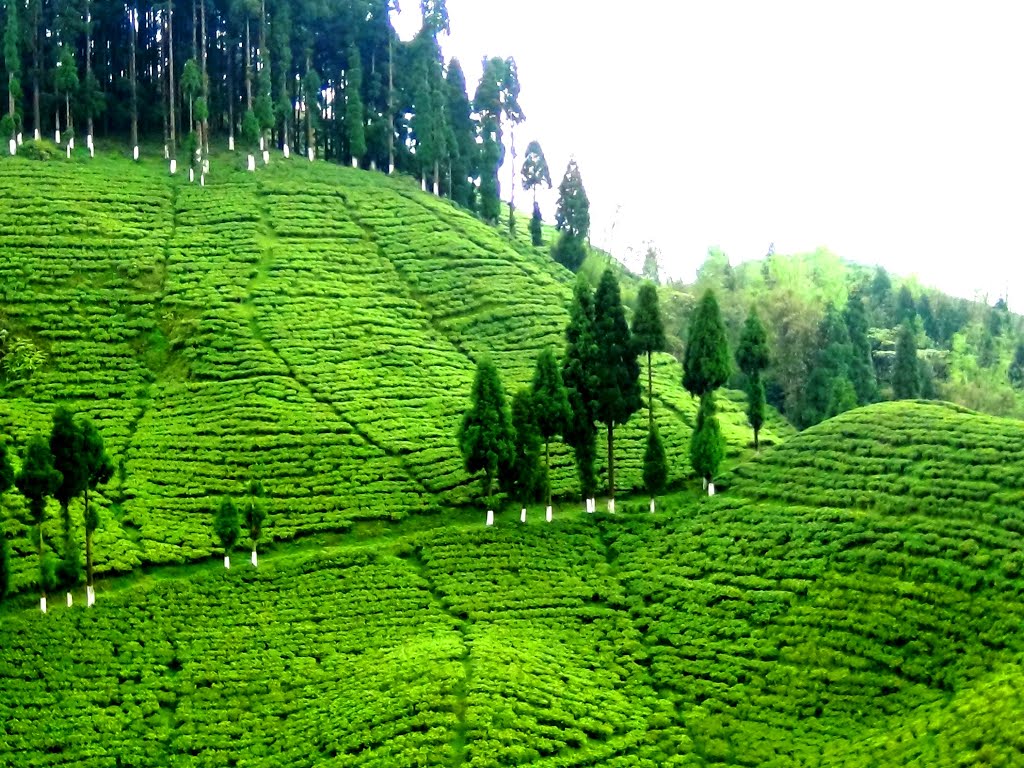 Tea garden...