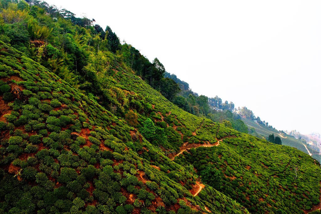 Darjeeling Tea Garden, Darjeeling, West Bengal, India.