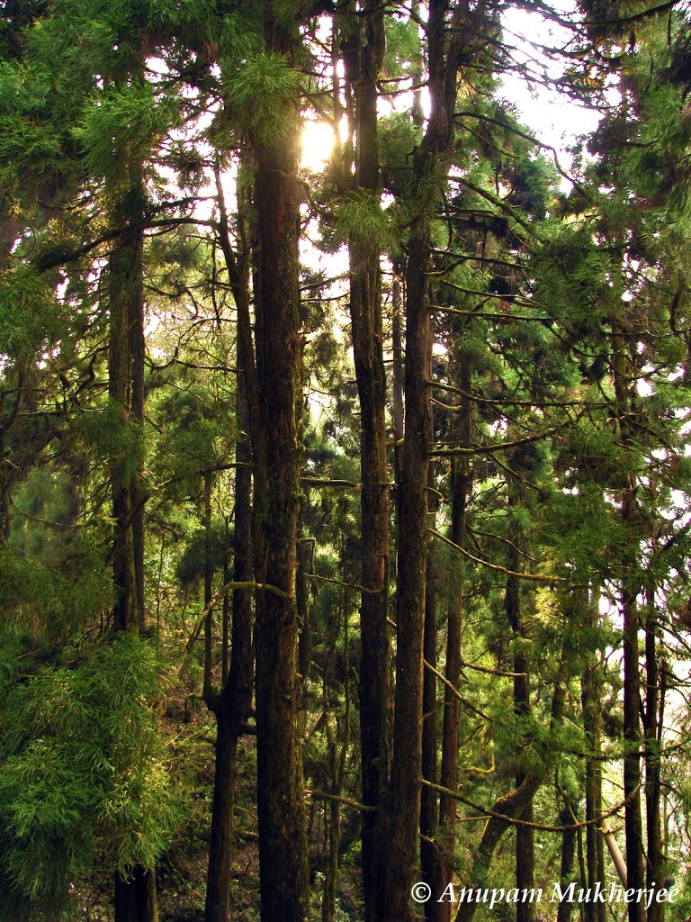 Pine forest on the way to Japanese Peace Pagoda ©Anupam