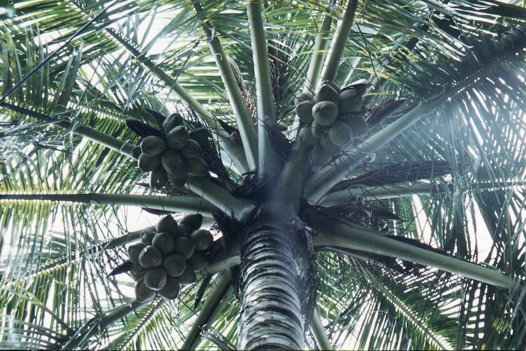Coconut Tree In My Garden (Dibakar)