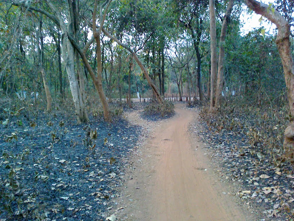 Forest Road ABL Side (Dibakar)