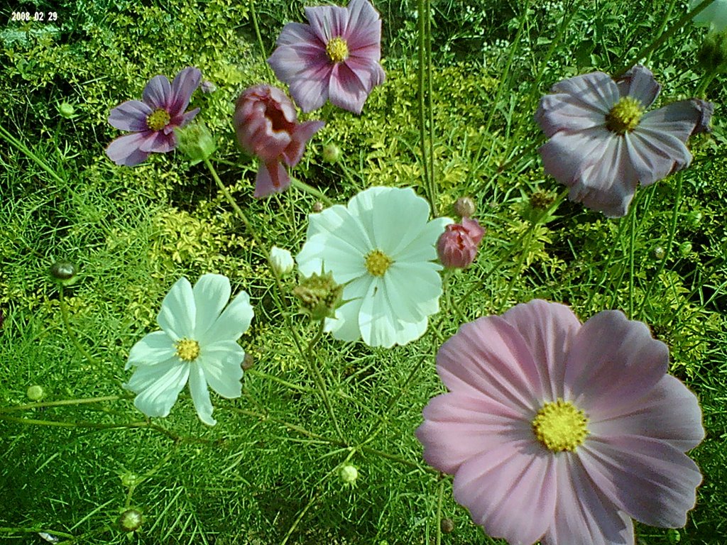 State Horticulture Research Station(Happos collection)