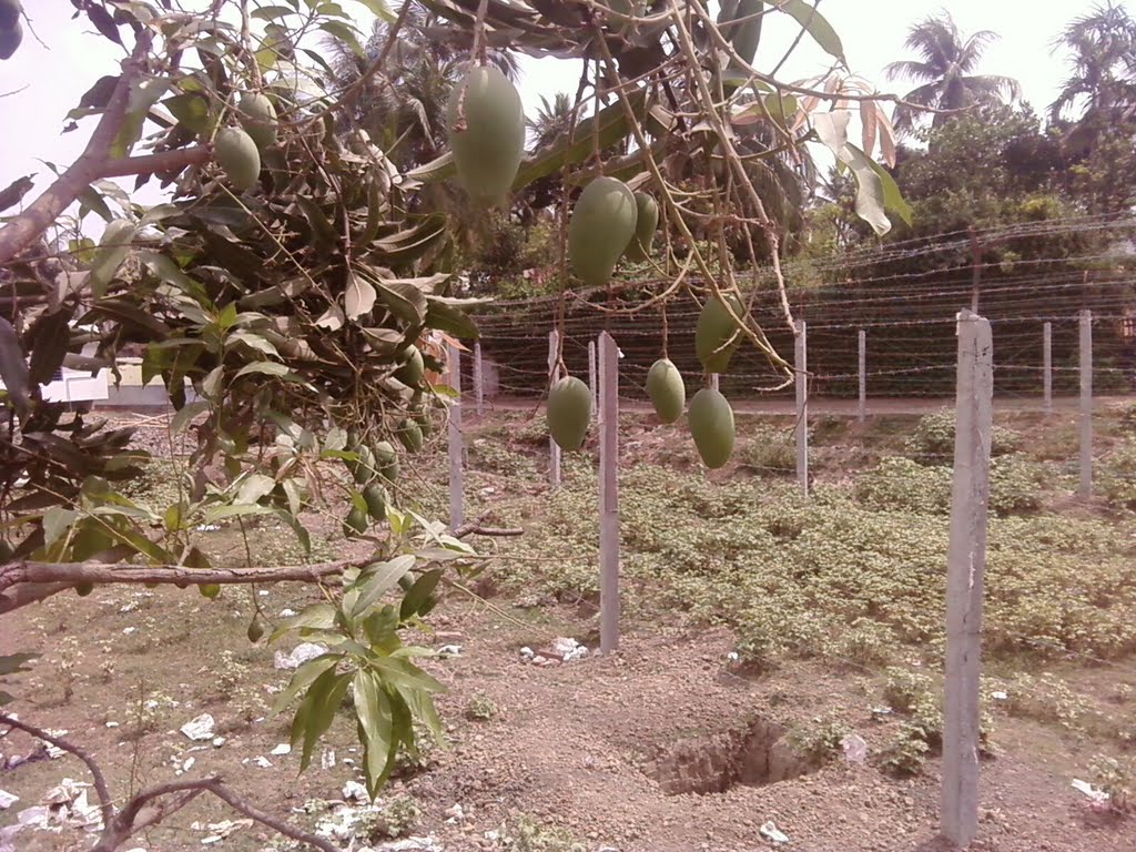 mango on the lawn