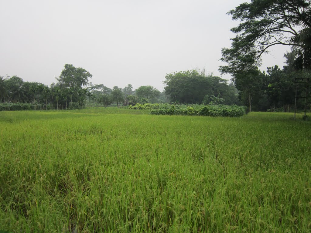 Nice Green Field. December, 2012. West Bengal, India.