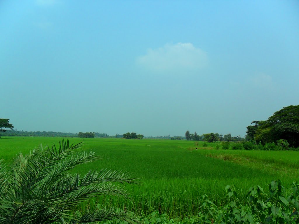 PADDY-FIELD  ( FALTA)