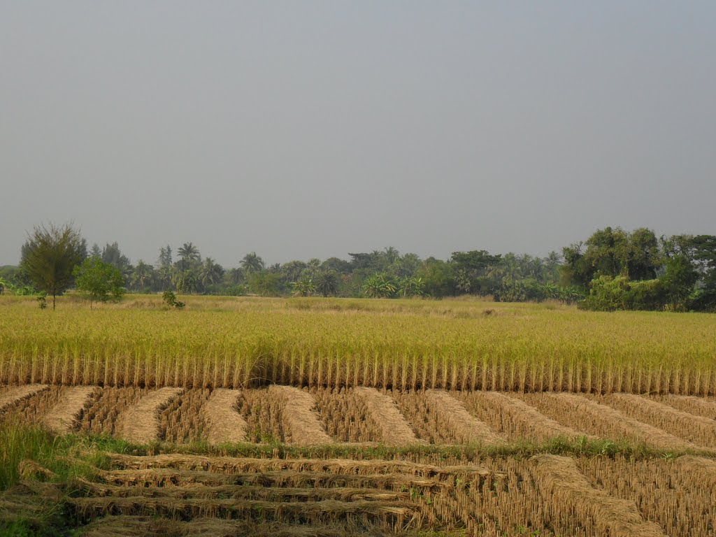 "THEY THAT SOW IN TEARS SHALL REAP IN JOY"..BIBLE,,, FALTA, WEST BENGAL.