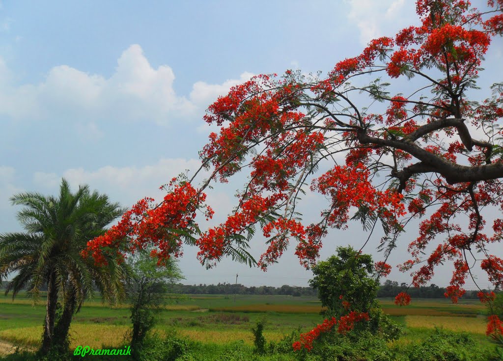 KRISHNACHURA/ GULMOHAR,, NEAR DOSTIPUR,,, WEST BENGAL