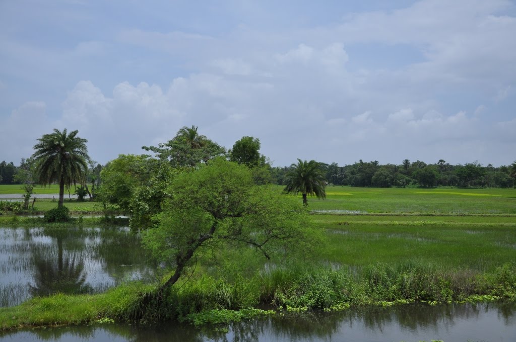 Green Bengal Countryside