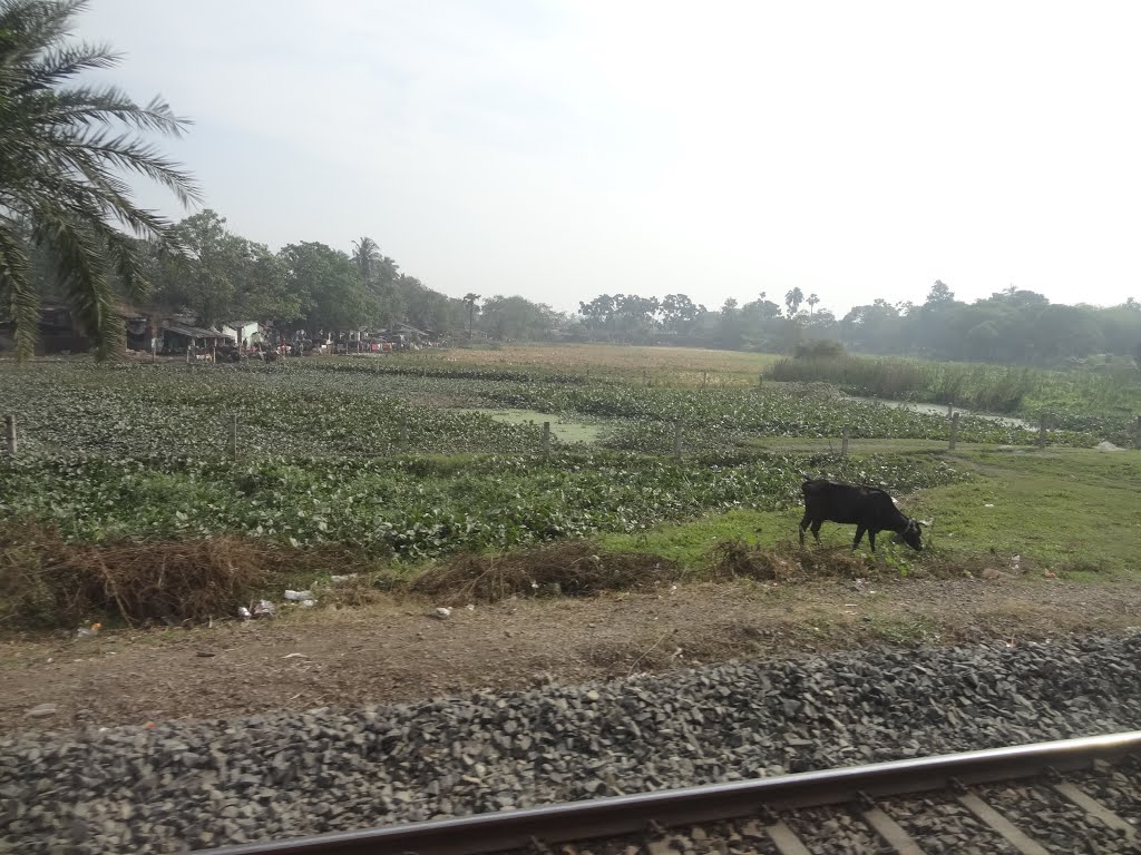 Sodpur to Khardaha