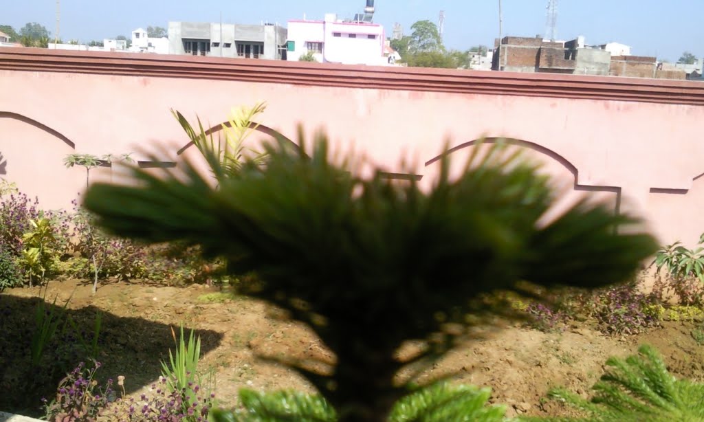 Christmas Tree Top (Bilaspur)