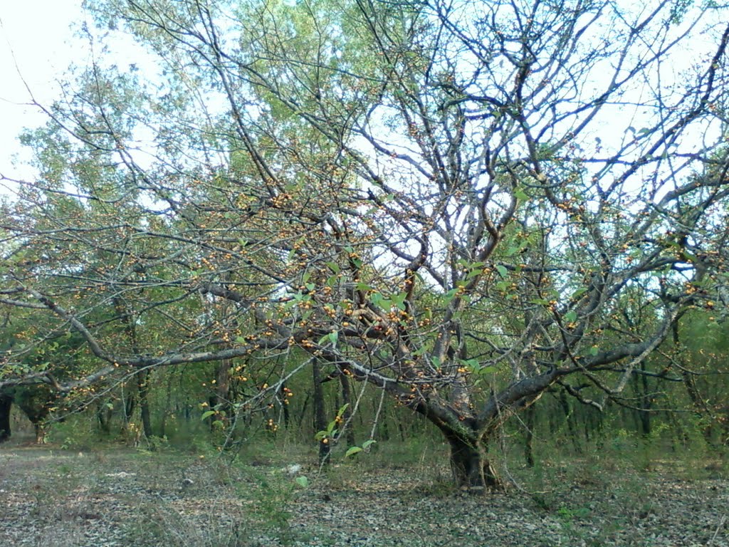 Racecourse बेळगांव
