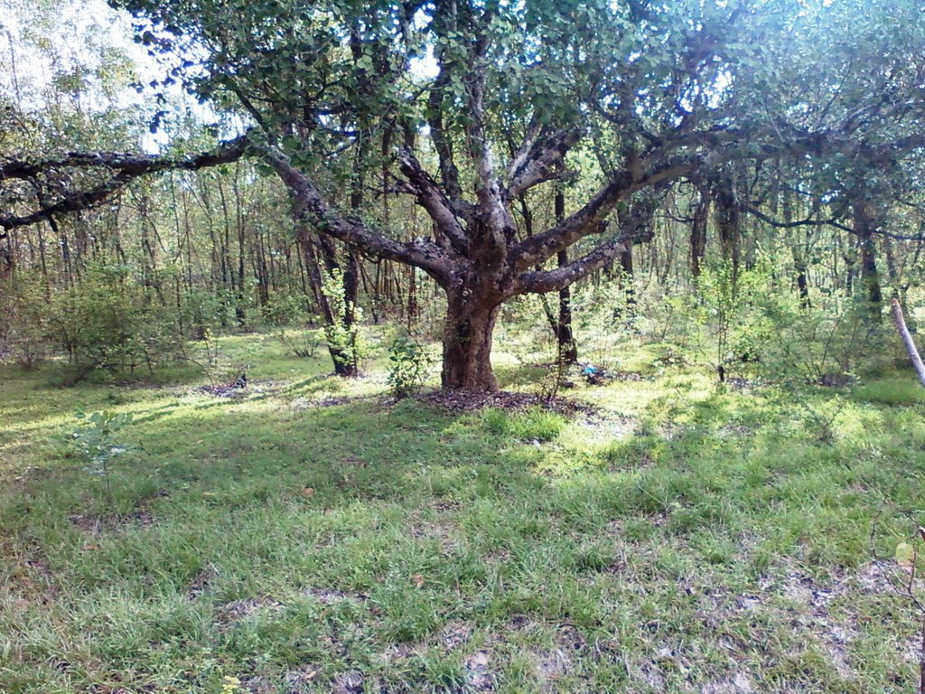 100 year old tree बेळगांव