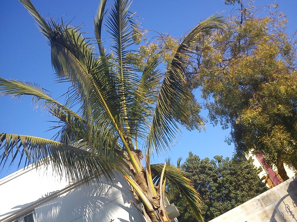 Coconut Tree beside Kalmesh Kallurs House in Panchaxari Nagar (Burbure Plot)