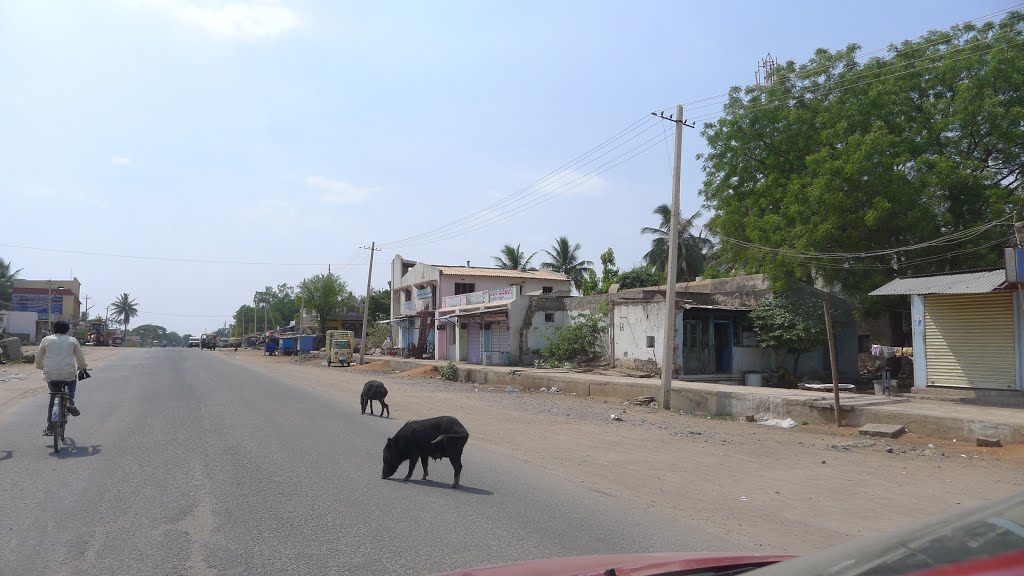 Звычайная справа - свiннi на дарогах у Iндыi (-̮̮̃•̃) Pigs in the street (-̮̮̃•̃) INDIA (-̮̮̃•̃)   KARNATAKA (-̮̮̃•̃)   KOPPAL