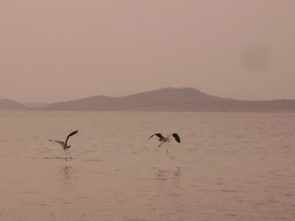 Birds of Vani Vilas Sagar Reservoir