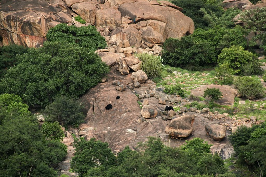Daroji Bear sanctuary