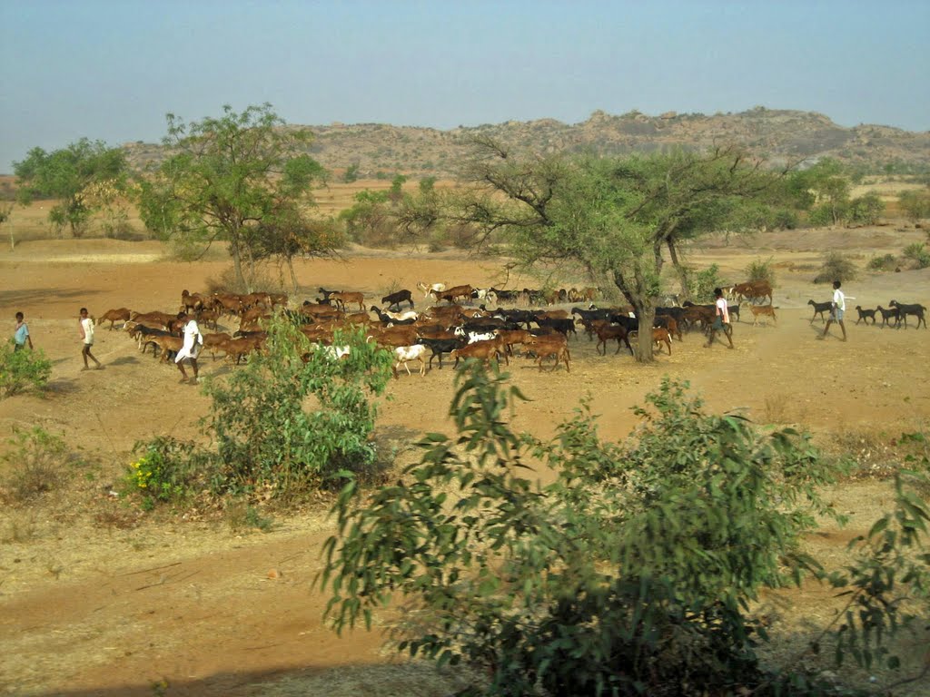 Rinderherde bei Hospet