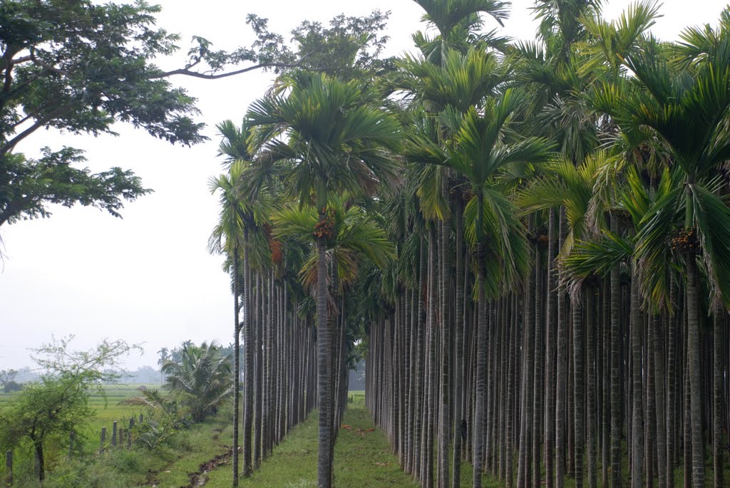 Aracnut trees in a row - Precision separation - Davengere,Karnataka, India