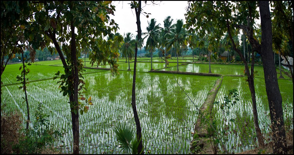 Rice Farm