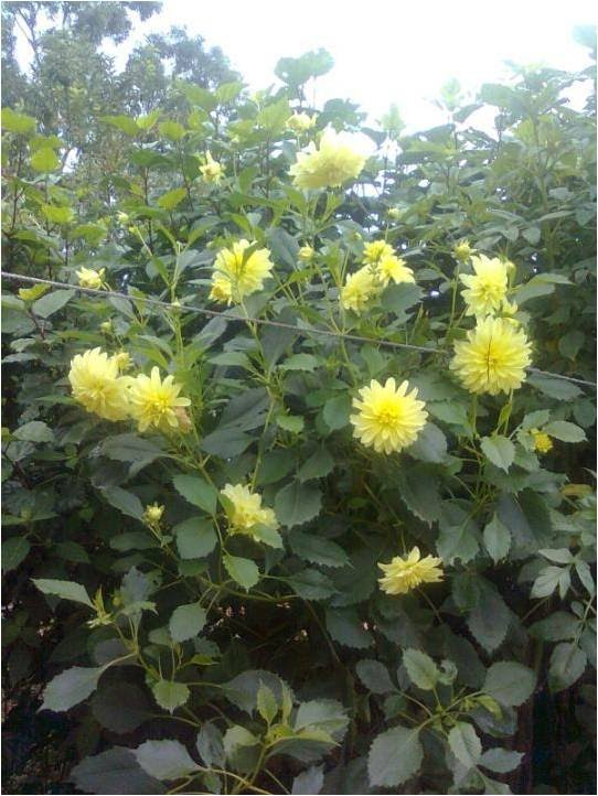 Deliya Flower bushes
