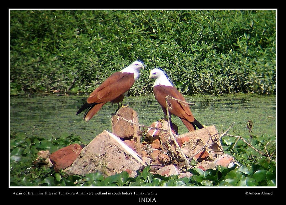 Hunter pair