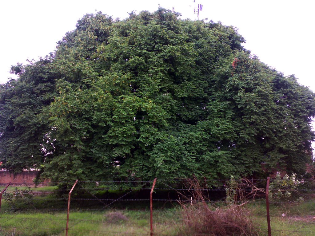 Tamarind Tree, BNPCompound, Tumkur