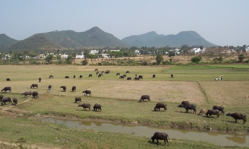 Buffalos graze Vijayanagaram fields 7843