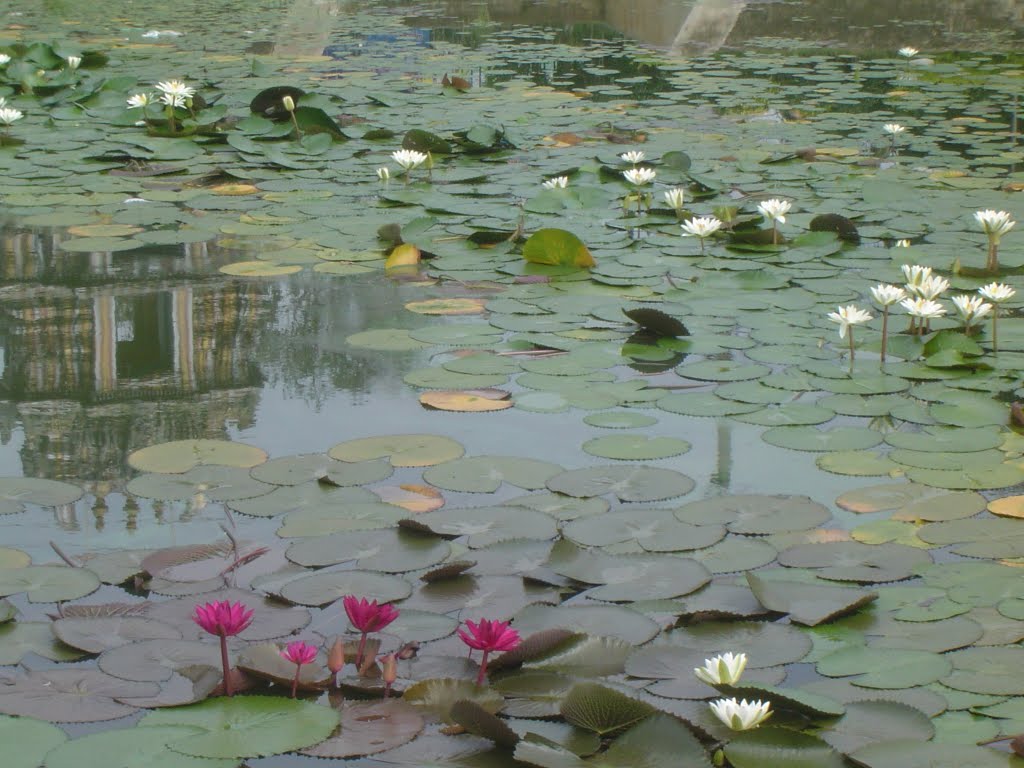 Temple in Lotus pond
