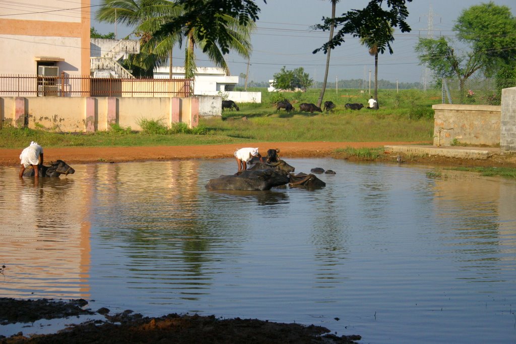..Pulire Bufali a Kakinada..
