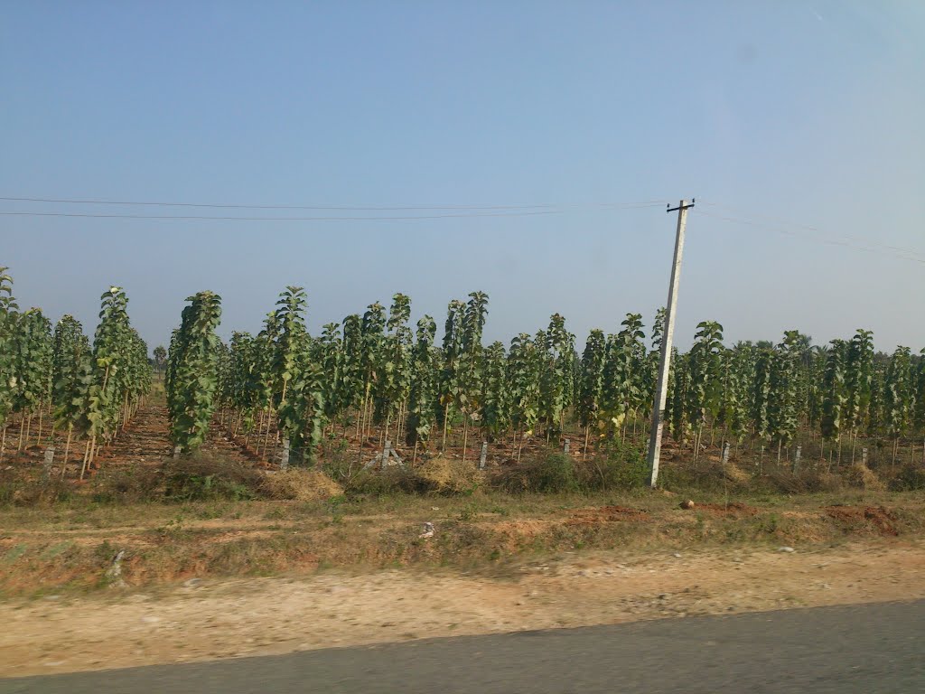 Teak Garden,Nalgonda, Andhra Pradesh, India
