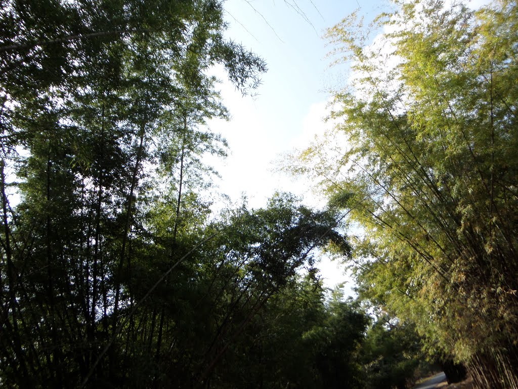 BAMBOO FOREST SRISAILAM,AP