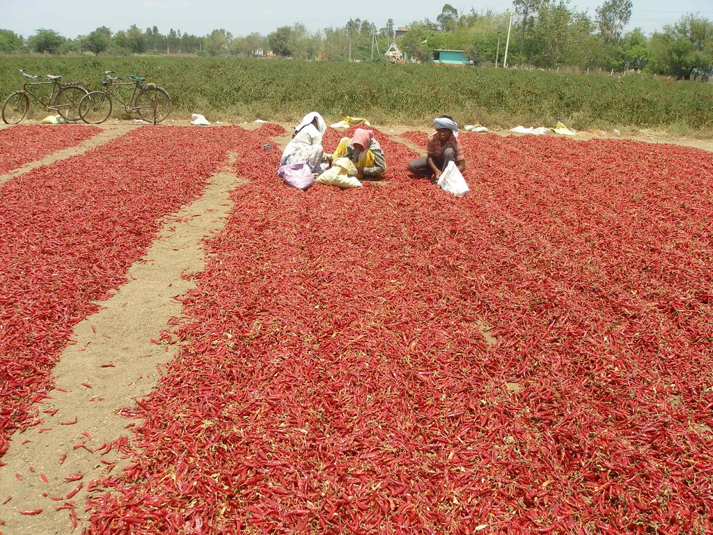 chilli processing in open field