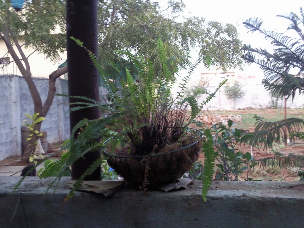 Fern