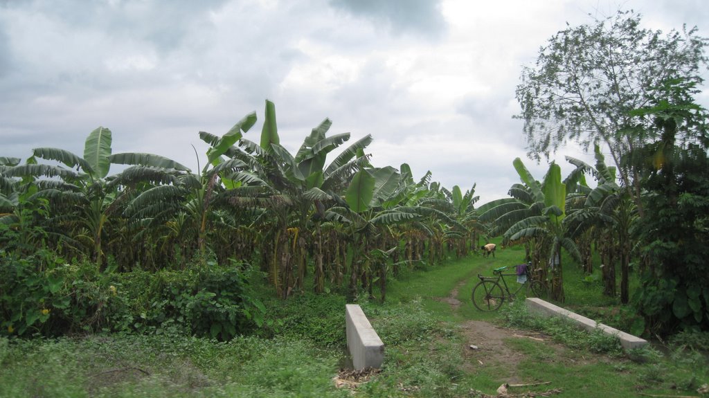 Banana orchards near Tenali, AP