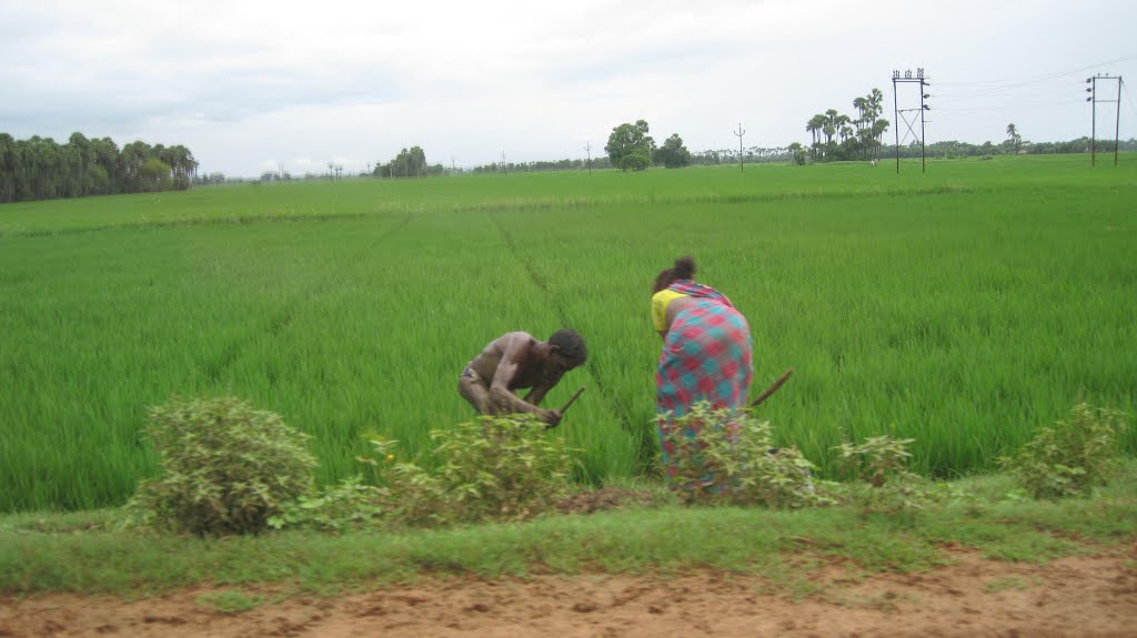 Rice fields near tenali.
