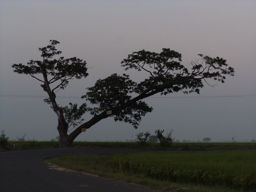 Nelapadu Road