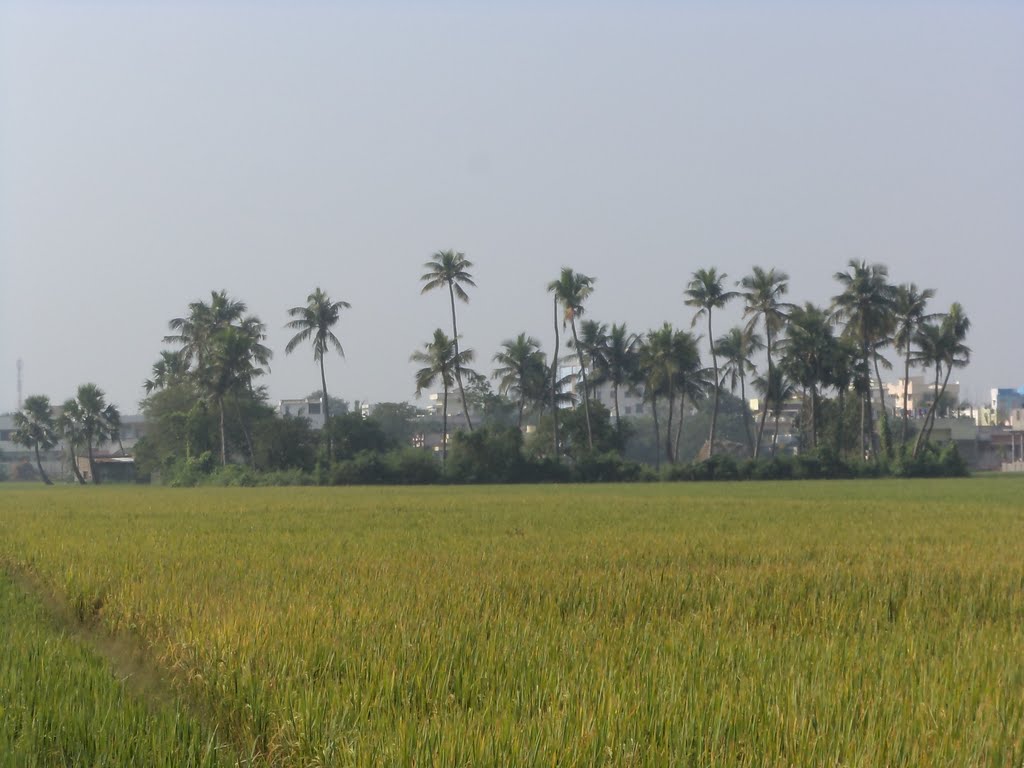 Chukamma Thota