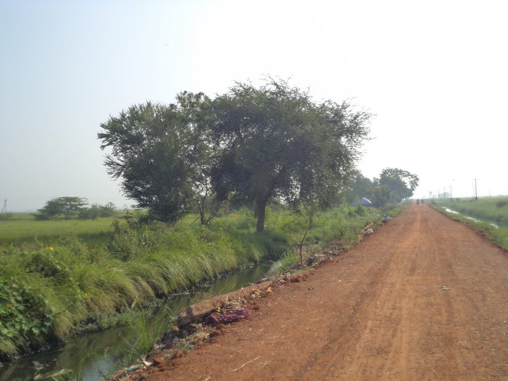 Goli Donka