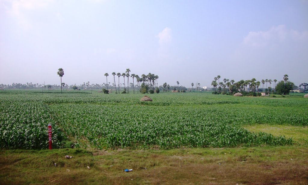 Mallepadu  near  Tenali   8315.