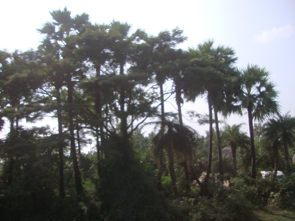Katevaram 8351.