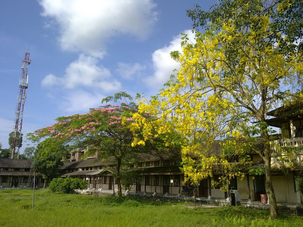 Floral beauty of OBH