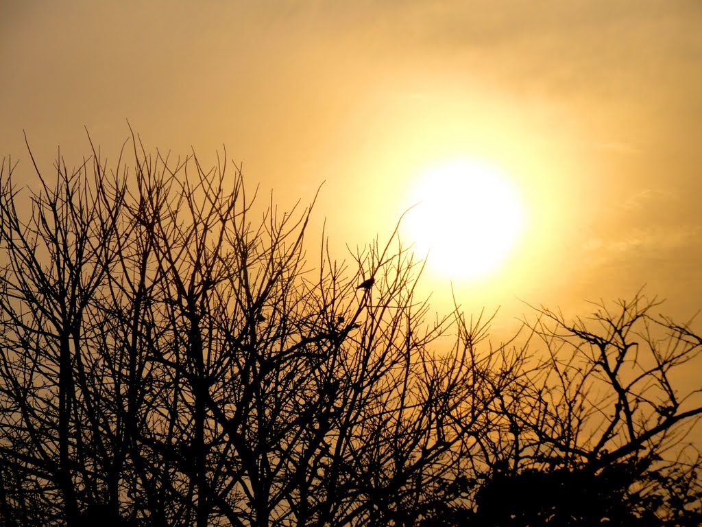golden hue..