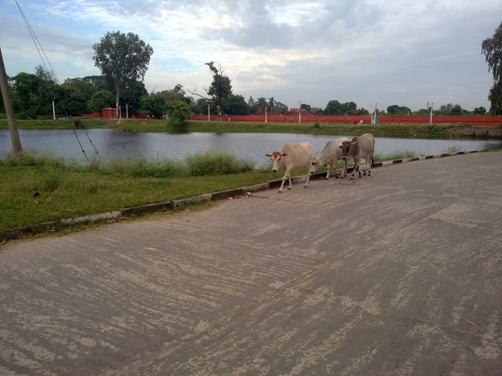 beauty @ darbhanga raj