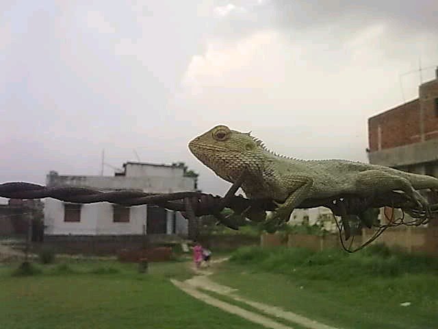 Lizzard