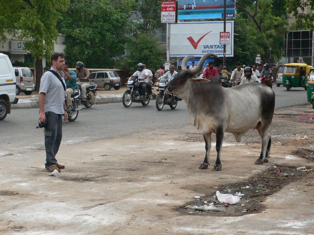 ROAD AHMEDABAD, SACRED COWS - INDIA, by  Augusto Janiscki Junior