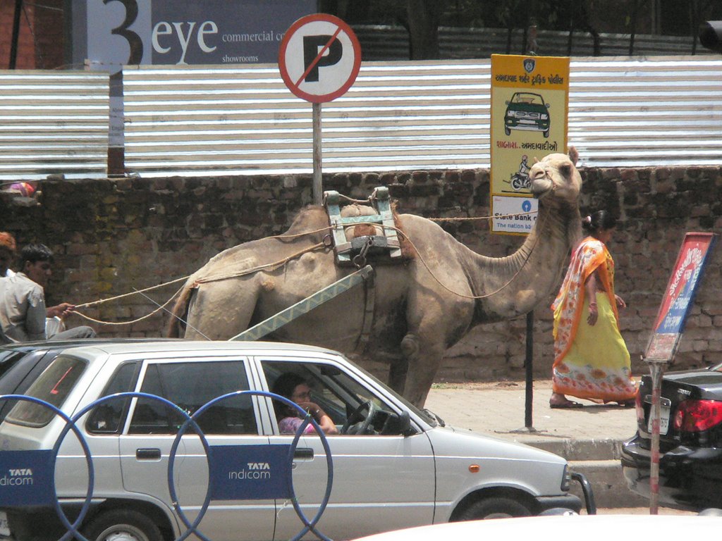 PROIBIDO ESTACIONAR , INCLUSIVE CAMELOS !!! , by AUGUSTO JANSICKI JUNIOR