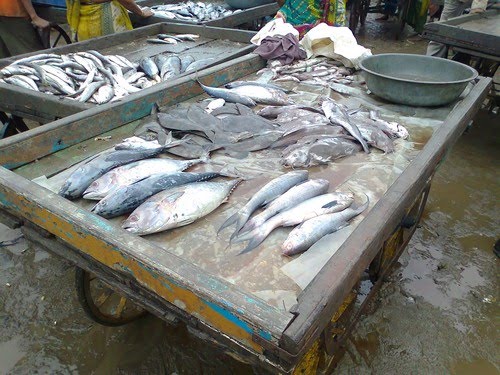 Veraval fish market