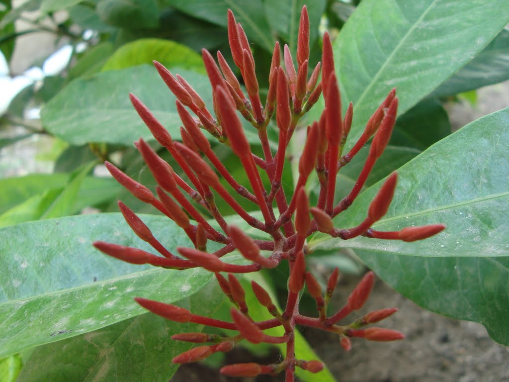 RUKSHMANI (IXORA)